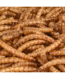 FLAMINGO MADÁR SZÁRÍTOTT KUKACOK 100G FLAMINGO MADÁR SZÁRÍTOTT KUKACOK 100G