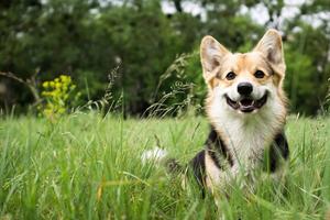 Bonacibo kutyatáp Bonacibo kutyatáp