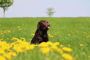 senior kutyatáp senior kutyatáp